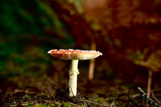 Padestoel in het ochtendlicht