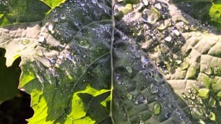 Na de regen van gisteravond....in de najaarszon