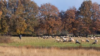 Schaapskudde op het Orvelterveld.