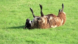 Zonnebaden... of toch niet?