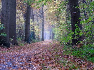 Het pad weet je te vinden.