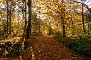 Het gouden seizoen/ Herfstbos in het geel