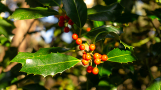 Hulst met oranje besjes