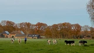 Blije koeien en nevel