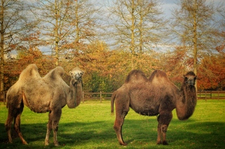 Kamelen in herfst tintje 