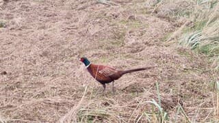 Toch nog wat kleur op Texel 