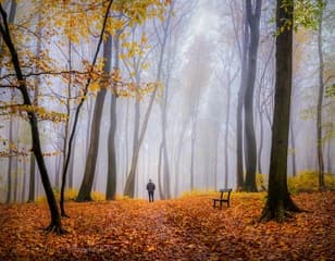 'Dansende' beukenbomen in de mist