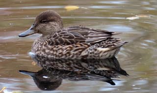 vrouwtje van wintertaling