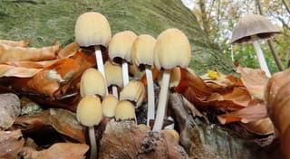 glimmerinktzwammetjes