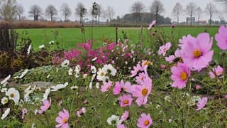 Nog steeds kleur in de bloementuin 