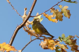 Groenling geniet van de zon.