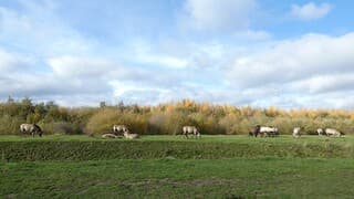 Zon en wolken-Konikspaarden bij de Molenplas.