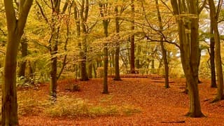 Het beukenbos Landgoed Vilsteren (Ov.) rond St.Maarten