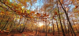 Gouden glans van de herfst