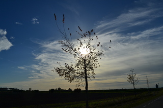 Zon en wolken in de Biesbosch.