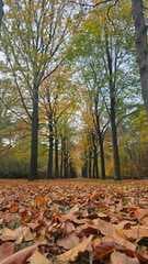Trees and leaves in Autumn 