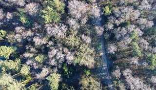 Gouden Mysterie: Herfstbos vanuit de Lucht
