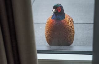 MAG IK BINNEN KOMEN...HET GAAT REGENEN.