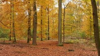 Herfstbos