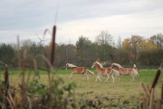 In galop de weide door...
