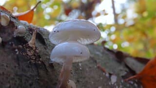 Nog steeds padenstoelen tijd