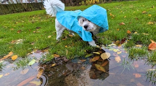 Wat een hondenweer is het weer vandaag.