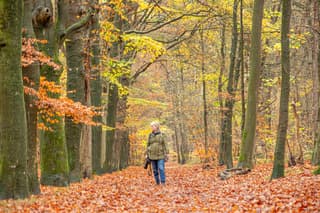 Herfstwandeling