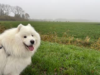 Milo in de mist 
