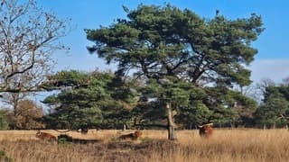 Naast alle buien ook veel ruimte voor opklaringen 