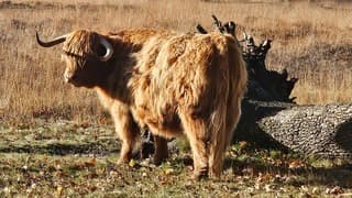 Schotse Hooglander geniet van de zon