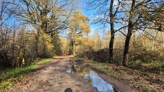 Regenplassen in het bos