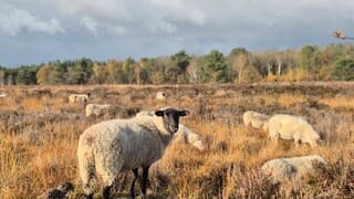 Schapen op de heide 