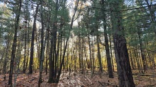 Zon schijnt door de bomen 