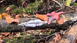ijshaar, het seizoen is feestelijk geopend.