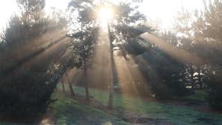 Zonnestralen door de bomen...
