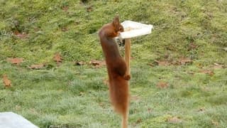 Winterweer is voedertijd