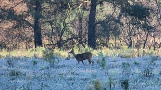 Twente: matige vorst