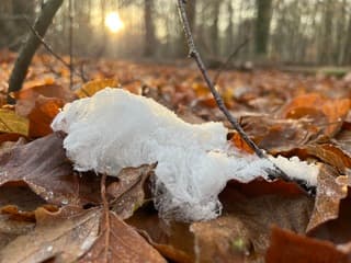 Baard van koning winter