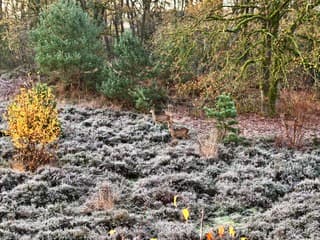 Reeën in de ochtend op de Hatertse Vennen 
