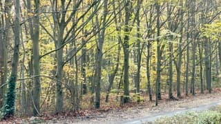 Natuurschoon in de herfst 