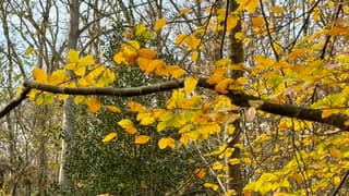 Natuurschoon in de herfst 