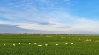 kraakhelder in de polder