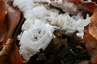 Toch nog ijshaar in de ochtend 