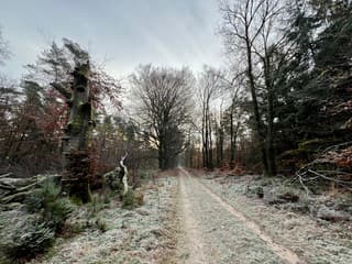Rijp in het bos