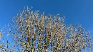 Kale bomen met een strak blauwe hemel