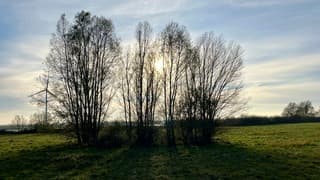 Zie de zon schijnt door de bomen……