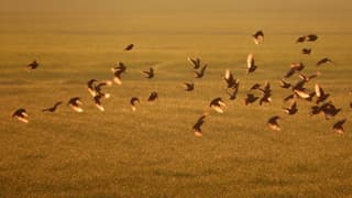 spreeuwen in de zon vliegen op