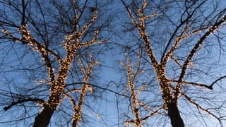 eind van de dag, helder met verlichte bomen