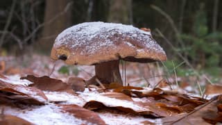 Winterse herfstfoto.