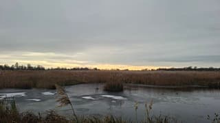 Winters beeld, ijsschotsjes tegen het riet in "Nederland"